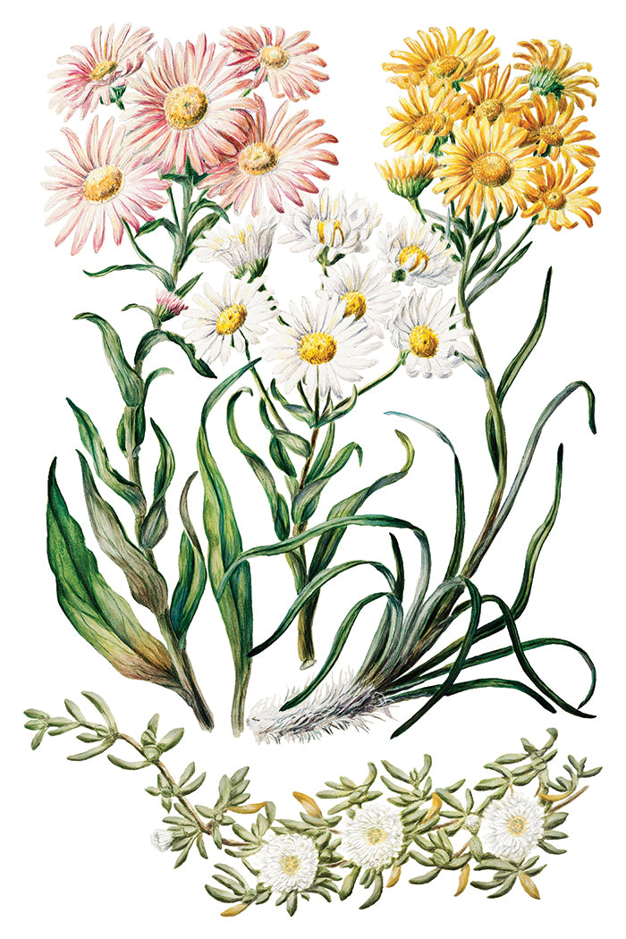 Q2 Sarah Featon's Botanicals