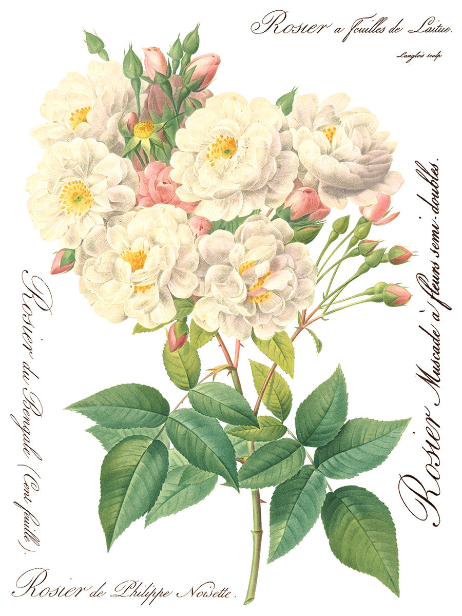 Rose Botanical Transfer Set