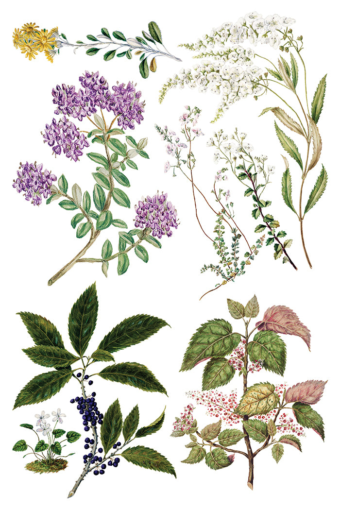 Q2 Sarah Featon's Botanicals