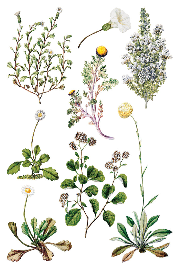Q2 Sarah Featon's Botanicals