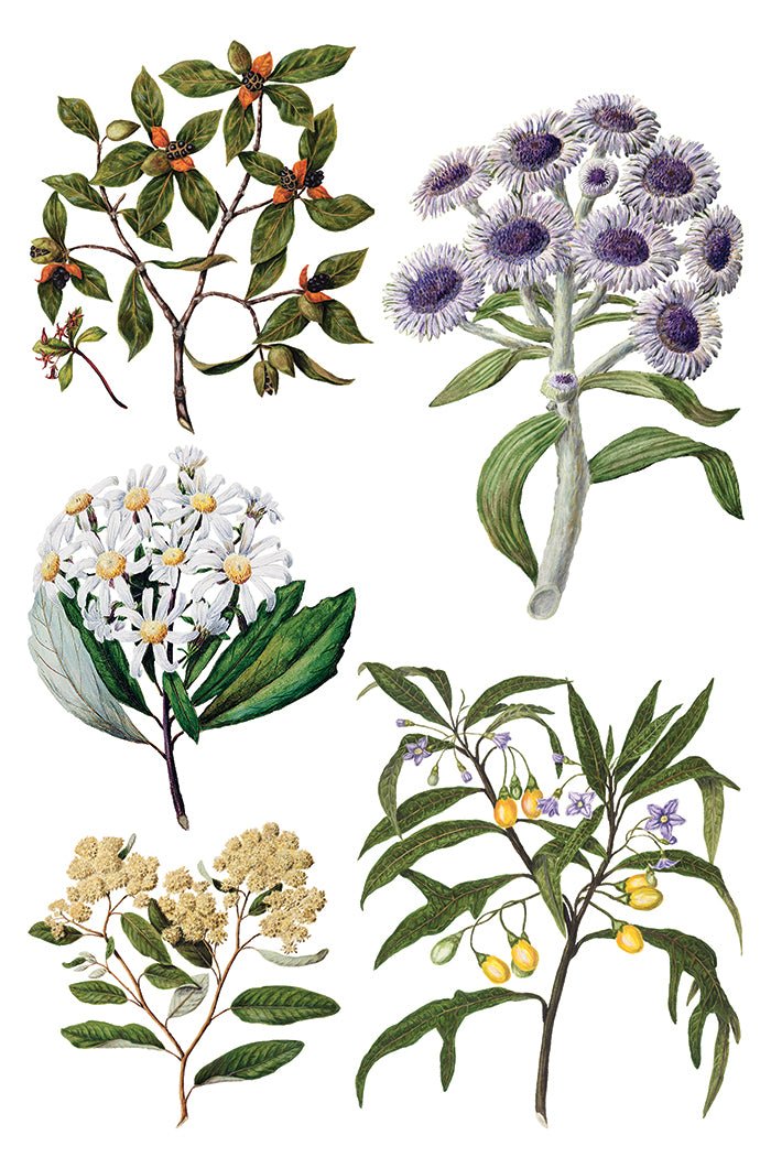 Q2 Sarah Featon's Botanicals