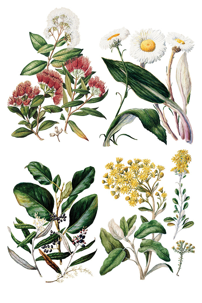 Q2 Sarah Featon's Botanicals
