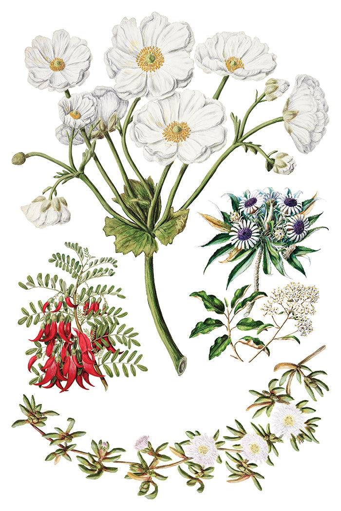 Q2 Sarah Featon's Botanicals