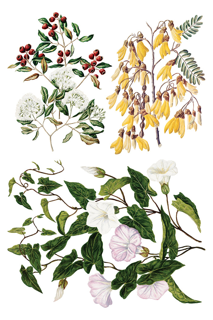 Q2 Sarah Featon's Botanicals