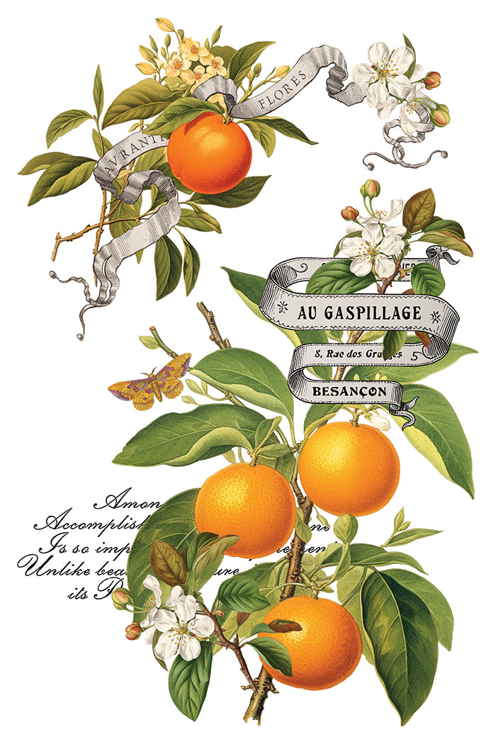 Clementine Transfer