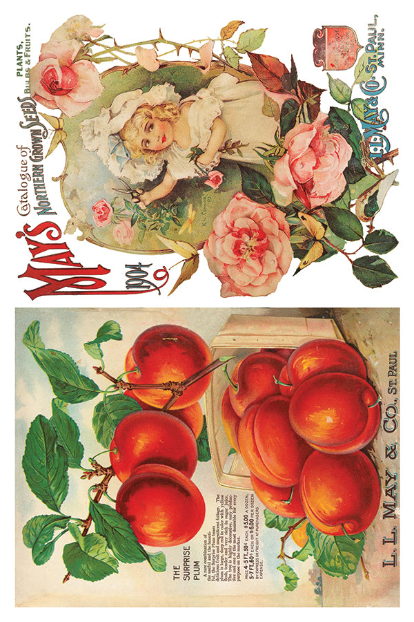 Seed Catalog