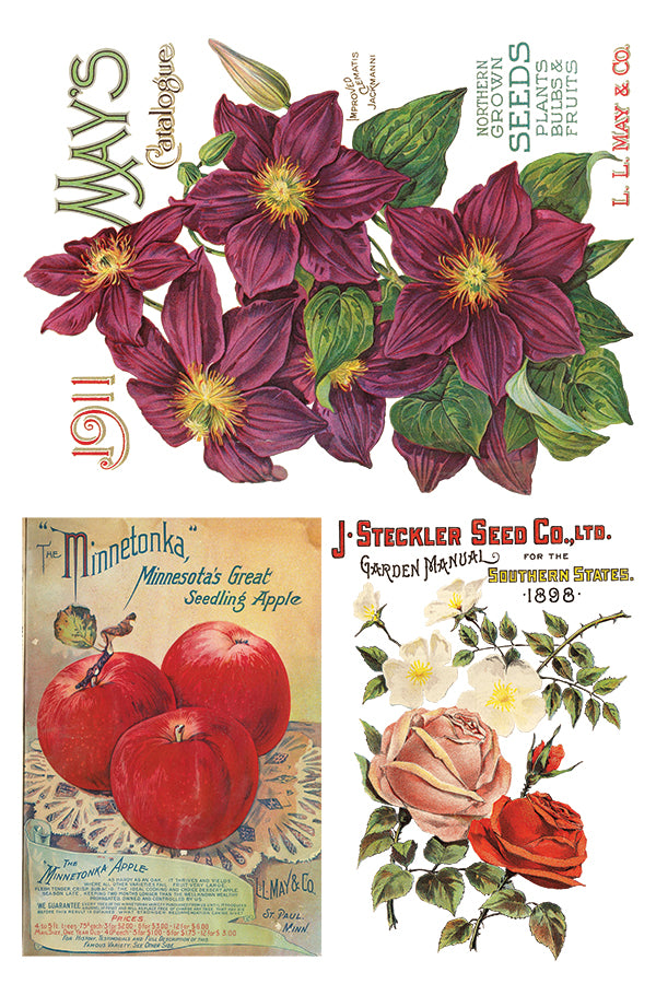 Seed Catalog