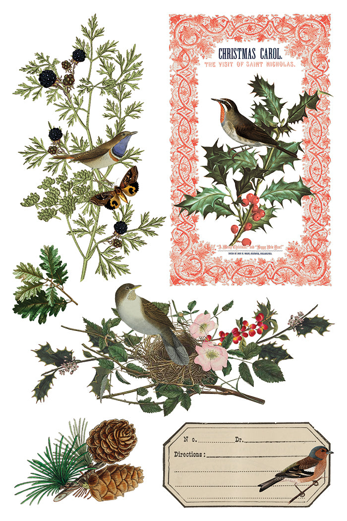 Winter Botanist Transfer