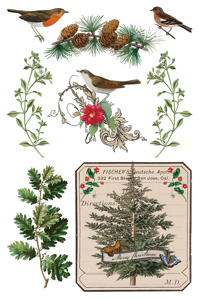 Winter Botanist Transfer