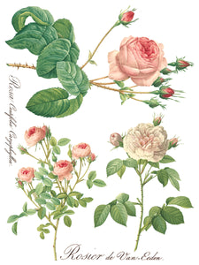 Rose Botanical Transfer Set