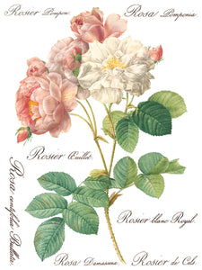 Rose Botanical Transfer Set