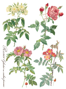 Rose Botanical Transfer Set