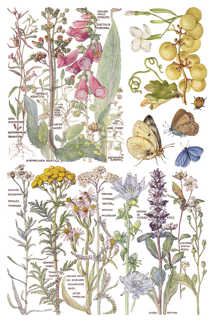 Primrose Isle IOD Transfer | 8, 8” x 12” pages