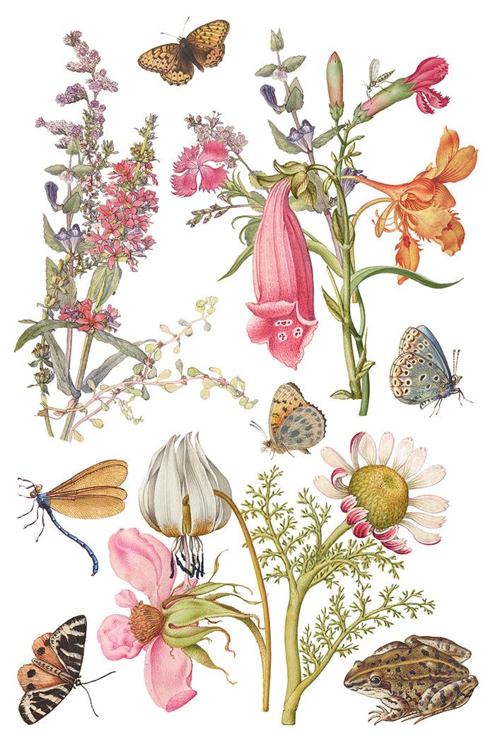 Primrose Isle IOD Transfer | 8, 8” x 12” pages